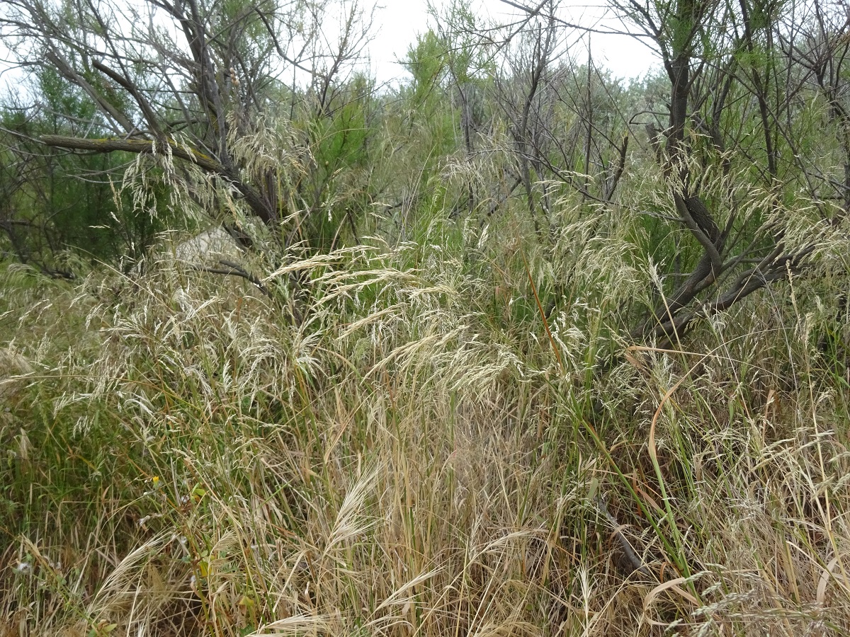 Oloptum miliaceum (Poaceae)